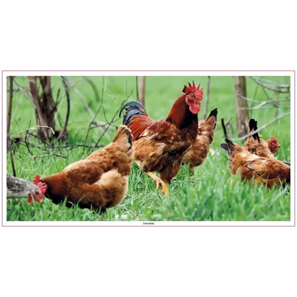 Skinner & Kennedy™ Large Everyday Farm Memo - Skinner & Kennedy™ Large Everyday Farm Memo - Image 75 of 86