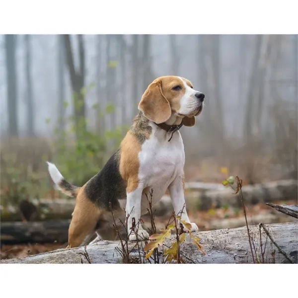 Good Value™ Sporting Dogs - Stapled Calendar - Good Value™ Sporting Dogs - Stapled Calendar - Image 15 of 27