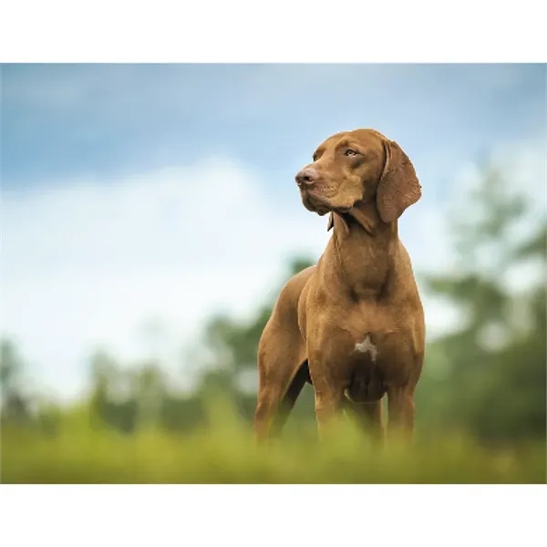 Good Value™ Sporting Dogs - Stapled Calendar - Good Value™ Sporting Dogs - Stapled Calendar - Image 18 of 27