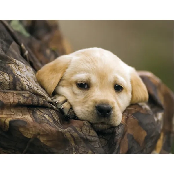 Good Value™ Sporting Dogs - Stapled Calendar - Good Value™ Sporting Dogs - Stapled Calendar - Image 19 of 27