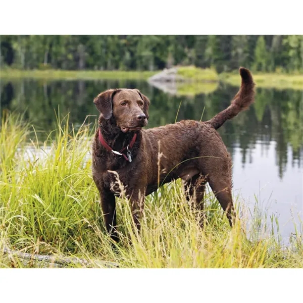 Good Value™ Sporting Dogs - Stapled Calendar - Good Value™ Sporting Dogs - Stapled Calendar - Image 20 of 27