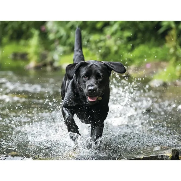 Good Value™ Sporting Dogs - Stapled Calendar - Good Value™ Sporting Dogs - Stapled Calendar - Image 22 of 27