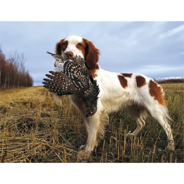 Good Value™ Sporting Dogs - Stapled Calendar - Good Value™ Sporting Dogs - Stapled Calendar - Image 23 of 27