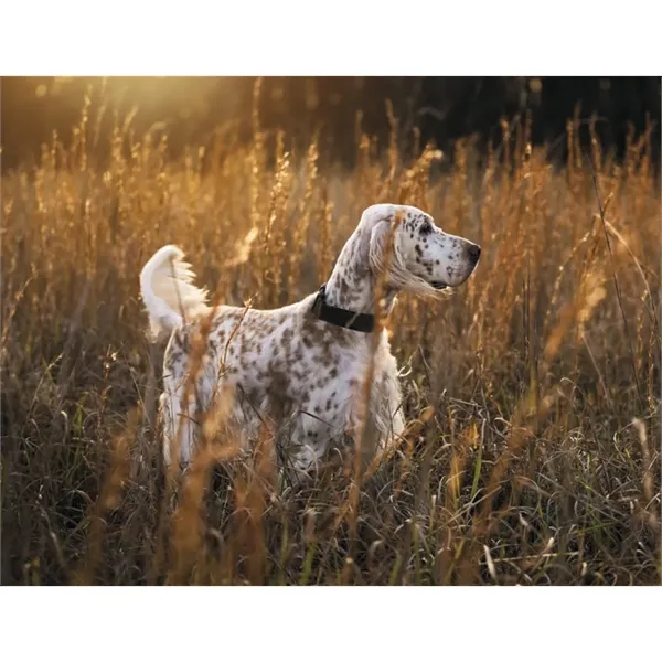 Good Value™ Sporting Dogs - Stapled Calendar - Good Value™ Sporting Dogs - Stapled Calendar - Image 24 of 27