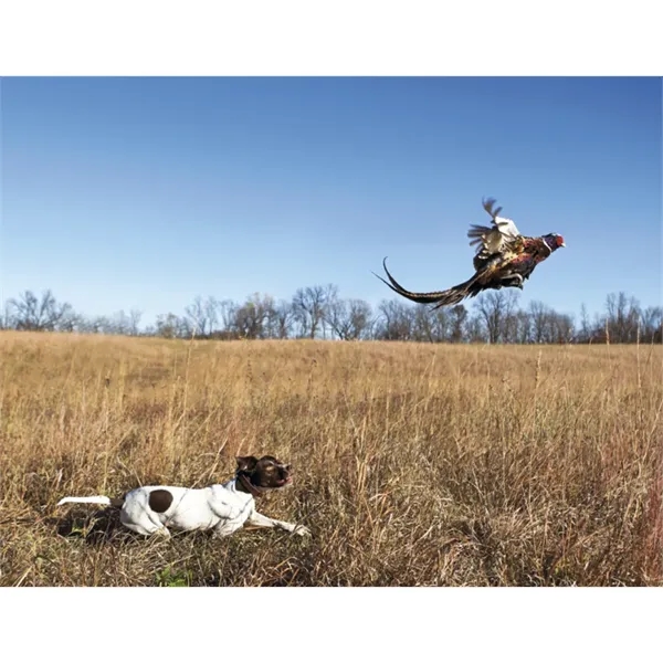 Good Value™ Sporting Dogs - Stapled Calendar - Good Value™ Sporting Dogs - Stapled Calendar - Image 25 of 27