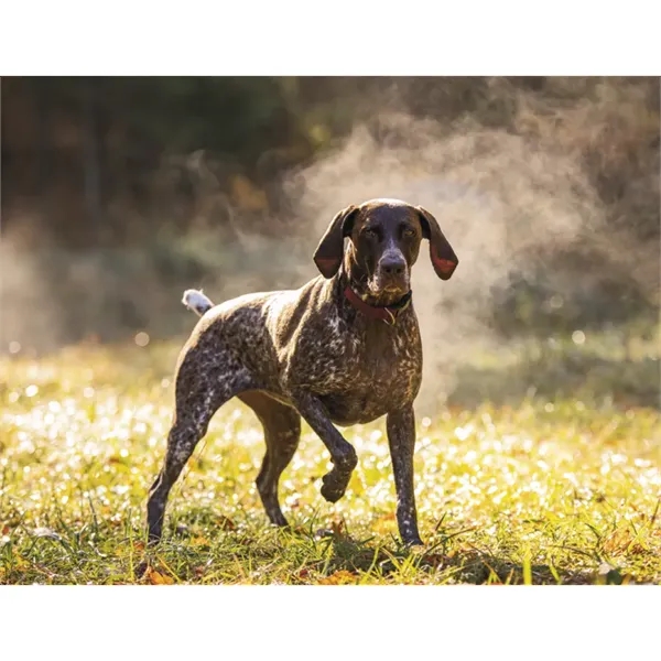 Good Value™ Sporting Dogs - Stapled Calendar - Good Value™ Sporting Dogs - Stapled Calendar - Image 26 of 27