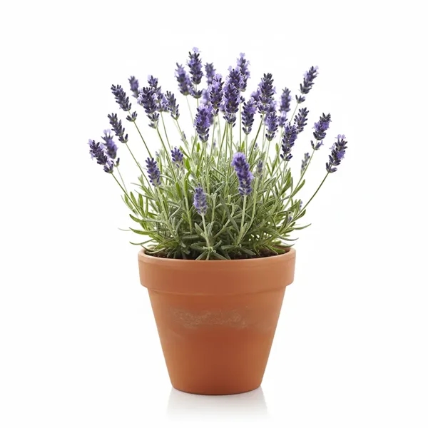 Mini Terracotta Grow Kit - Grow Calm - Lavender - Mini Terracotta Grow Kit - Grow Calm - Lavender - Image 5 of 7