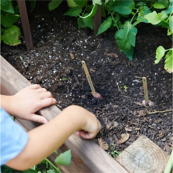 Modern Sprout® Flower Seed Pop