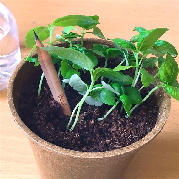 Sprout Pencil With Single-Sided Basil Seed Paper - Sprout Pencil With Single-Sided Basil Seed Paper - Image 2 of 2