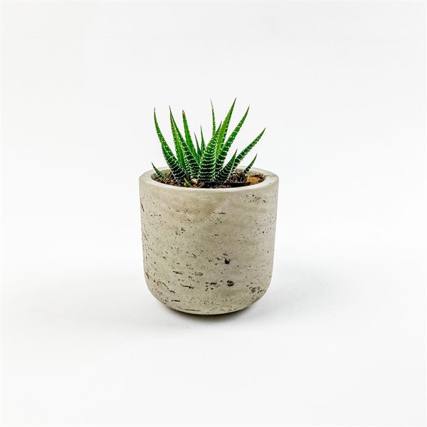 Succulent in Small Gray Wilson Pot - Succulent in Small Gray Wilson Pot - Image 0 of 1