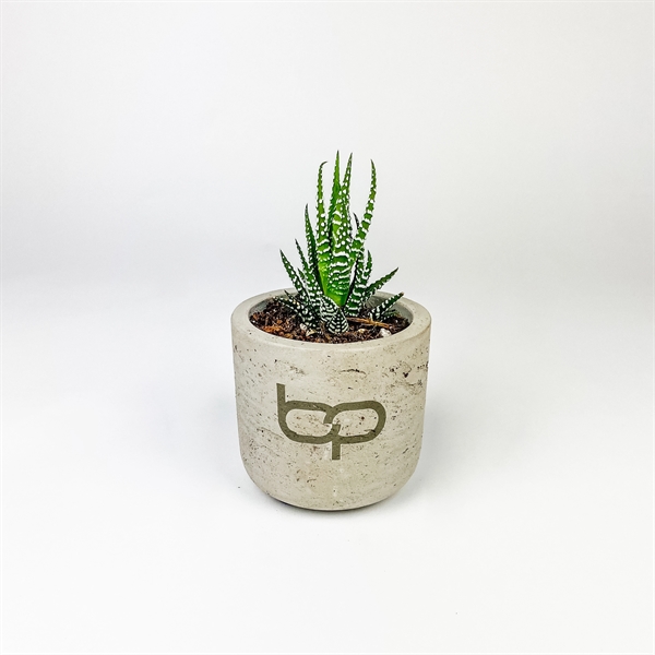 Succulent in Small Gray Wilson Pot - Succulent in Small Gray Wilson Pot - Image 1 of 1