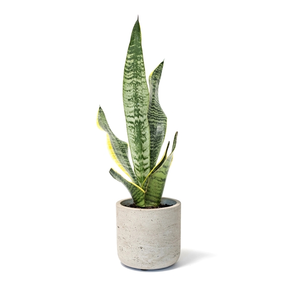 Snake Plant in Large Gray Wilson Pot - Snake Plant in Large Gray Wilson Pot - Image 0 of 3