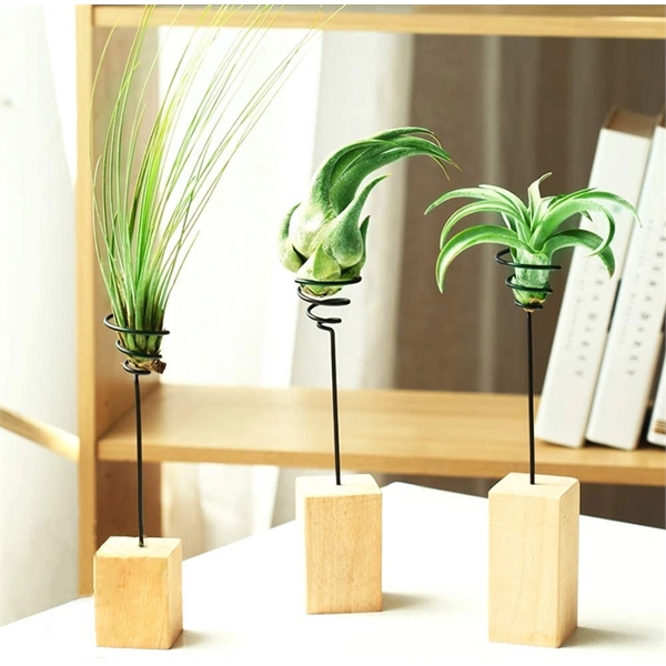 Air Plant in Wooden Stand with Spring Wire US Made - Air Plant in Wooden Stand with Spring Wire US Made - Image 2 of 2