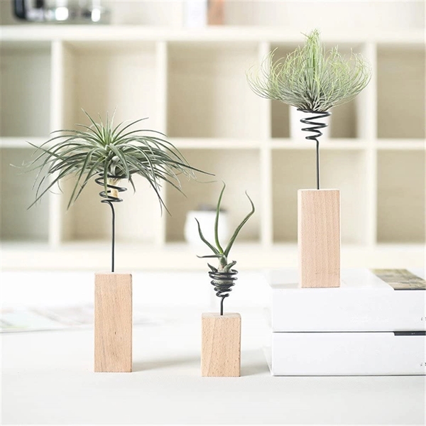 Air Plant in Wooden Stand with Spring Wire US Made - Air Plant in Wooden Stand with Spring Wire US Made - Image 0 of 2