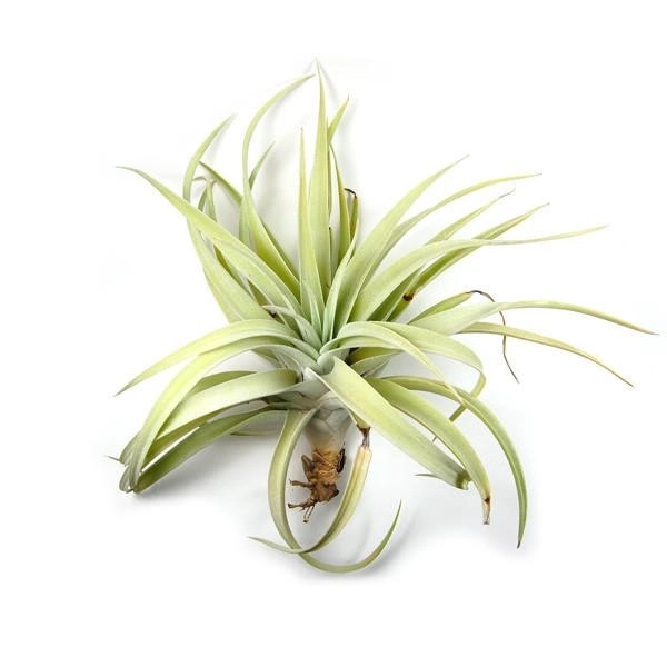 Large Air Plant in Ceramic Cube Container - Large Air Plant in Ceramic Cube Container - Image 4 of 4