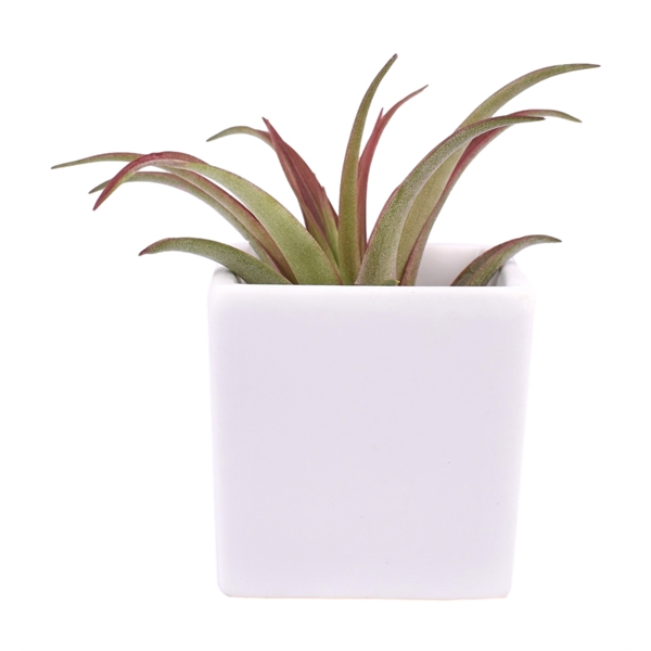 Large Air Plant in Ceramic Cube Container - Large Air Plant in Ceramic Cube Container - Image 2 of 4