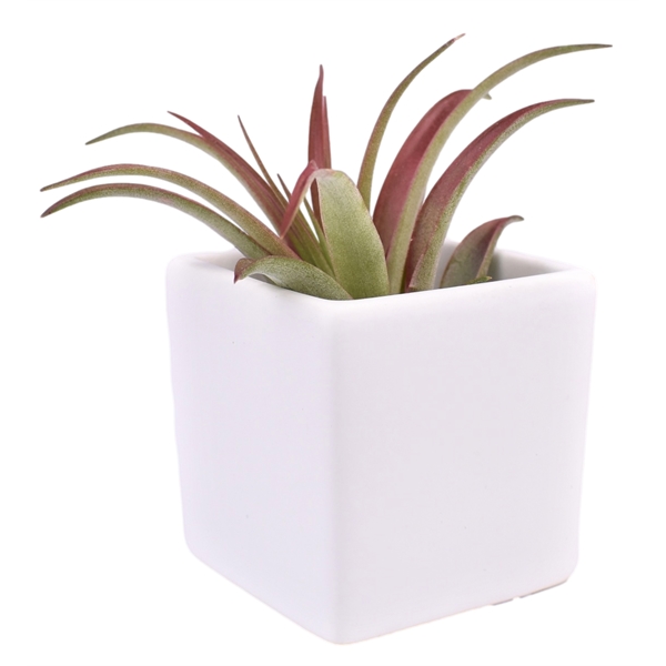 Large Air Plant in Ceramic Cube Container - Large Air Plant in Ceramic Cube Container - Image 3 of 4