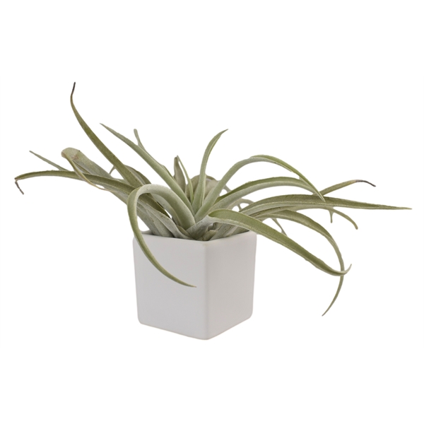 Large Air Plant in Ceramic Cube Container - Large Air Plant in Ceramic Cube Container - Image 0 of 4