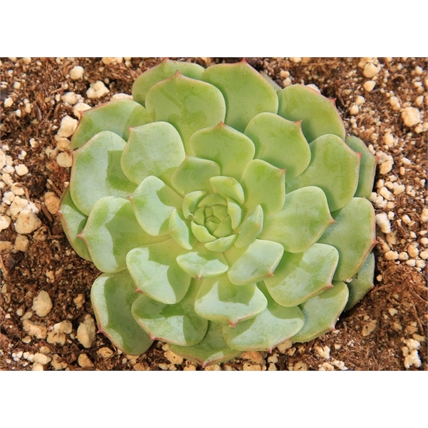 Live Succulent Plant and Candle Desktop Gift Set - Live Succulent Plant and Candle Desktop Gift Set - Image 4 of 5
