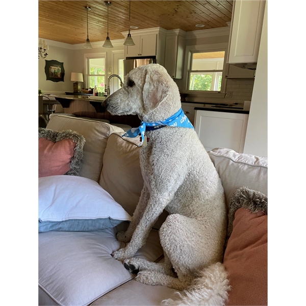 Pet Bandana - Large - Pet Bandana - Large - Image 2 of 3