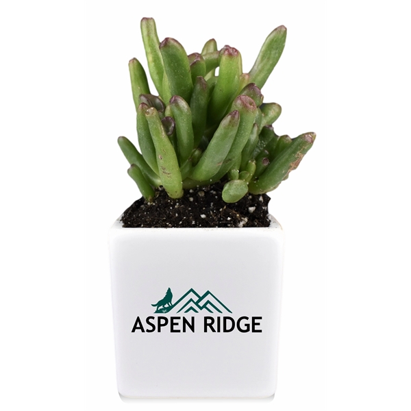 Appreciation Gift Kit- Succulent Plant with Ceramic Pot - Appreciation Gift Kit- Succulent Plant with Ceramic Pot - Image 7 of 7