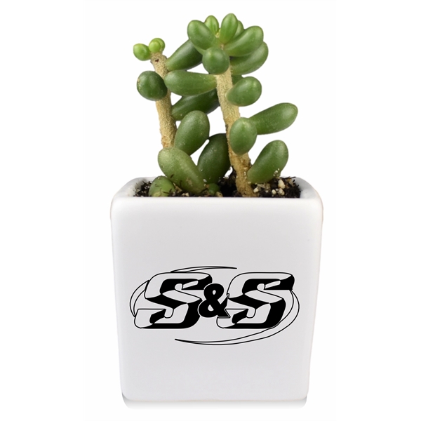 Live Succulent Plant and Candle Desktop Gift Set - Live Succulent Plant and Candle Desktop Gift Set - Image 5 of 5