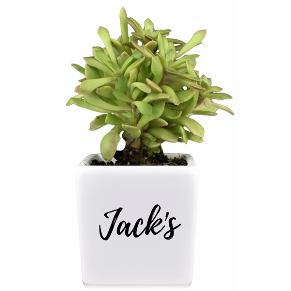 Live Succulent Plant and Candle Desktop Gift Set - Live Succulent Plant and Candle Desktop Gift Set - Image 1 of 5