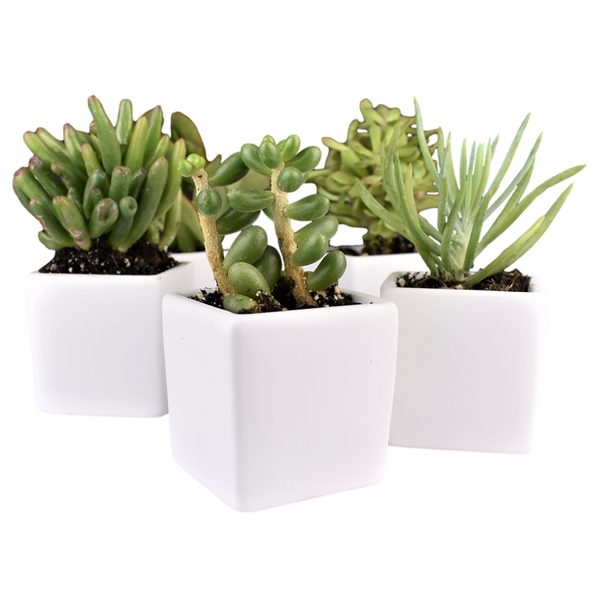Live Succulent Plant and Candle Desktop Gift Set - Live Succulent Plant and Candle Desktop Gift Set - Image 3 of 5
