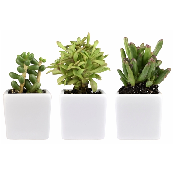 Live Succulent Plant and Candle Desktop Gift Set - Live Succulent Plant and Candle Desktop Gift Set - Image 2 of 5