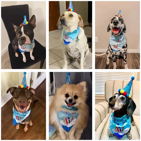 Dog Birthday Bandana Hat and Cute Bow Tie Collar Set - Dog Birthday Bandana Hat and Cute Bow Tie Collar Set - Image 4 of 4