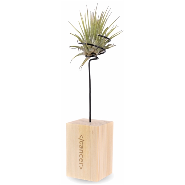 Air Plant in Wooden Stand with Spring Wire US Made - Air Plant in Wooden Stand with Spring Wire US Made - Image 1 of 2