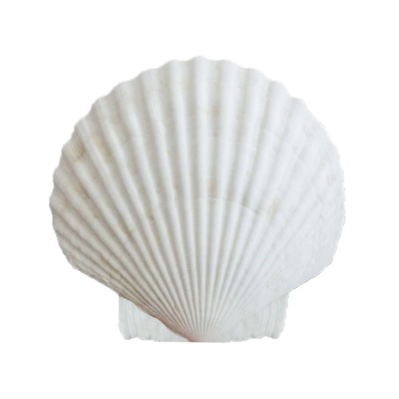 Natural Scallop Shells DIY Crafts Home Decor	